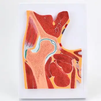 Модель профиля тазобедренного сустава человека из 1 части, лаборатория медицинской школы, ПВХ