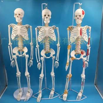 85 см модель скелета, модель человека с мышцами, позвоночником, нервной системой, медицинское обучающее оборудование, анатомическая модель скелета