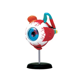 4d Анатомическая модель человеческого Глаза Собранная Модель Анатомии человека Глаз DIY Пазлы Сборка Игрушки Научно-образовательное Оборудование Инструмент
